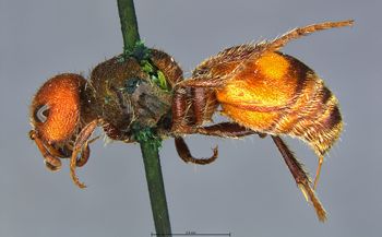 Media type: image;   Entomology 13736 Aspect: habitus lateral view